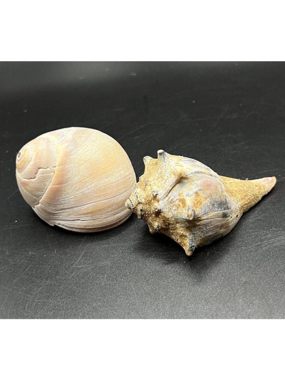Natural Sea Shell Pair Stunning Spiral Textured Designs Beige Tan nautical beach